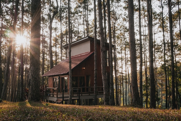 Ferienhaus im Kiefernwald