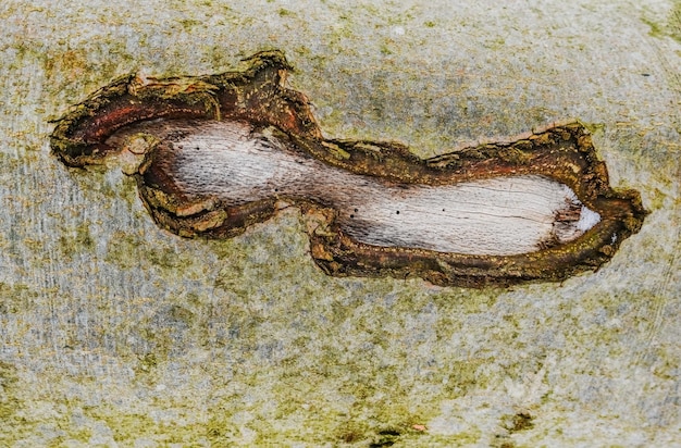 Ferimento na casca de uma árvore em um detalhe da floresta