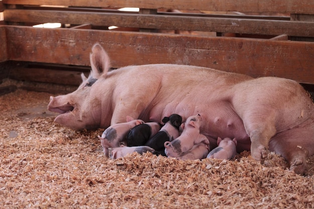 Ferkel, die ein Schwein auf dem Bauernhof stillen