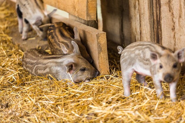 Ferkel im Stall auf dem Bauernhof.