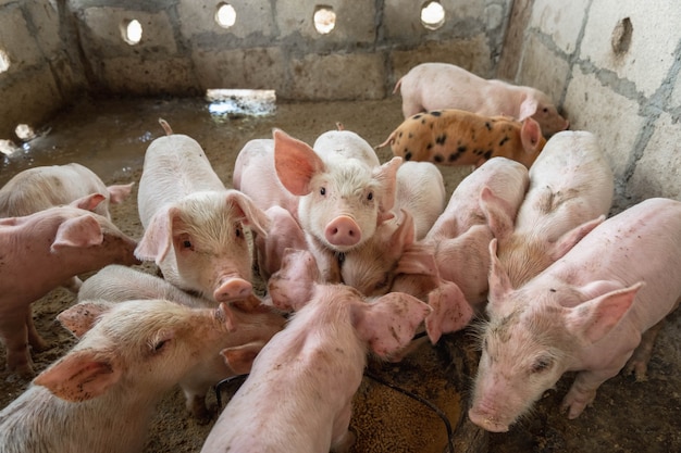 Ferkel krabbeln um Nahrung in einer Schweinefarm.