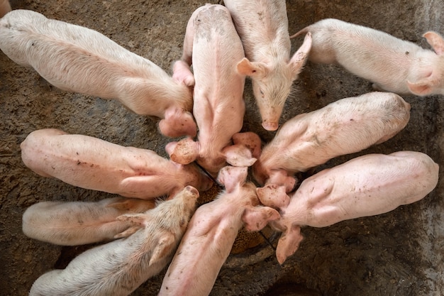 Ferkel krabbeln um Nahrung in einer Schweinefarm.