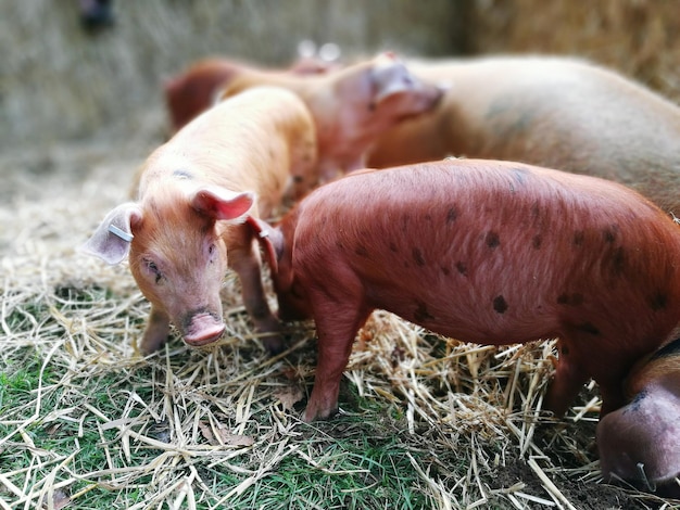 Ferkel stehen auf dem Feld