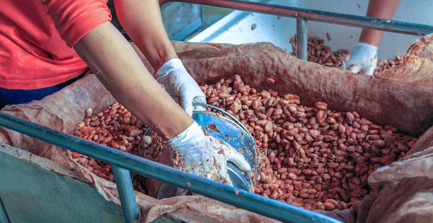 Fermentación de semillas de cacao frescas para hacer chocolate Los trabajadores colocan semillas de cacao fermentadas en cubas