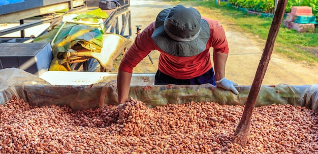 Fermentación de semillas de cacao frescas para hacer chocolate Los trabajadores recogen semillas de cacao fermentadas