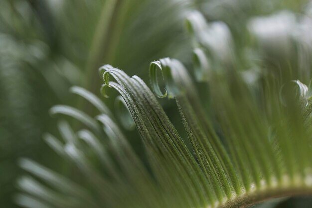 Fern curly da frança