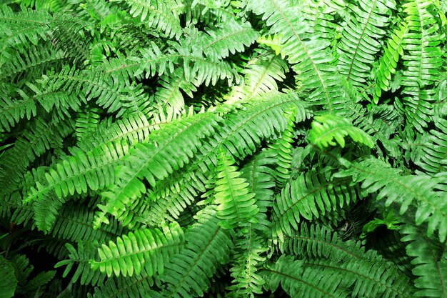 Fern deixa o fundo