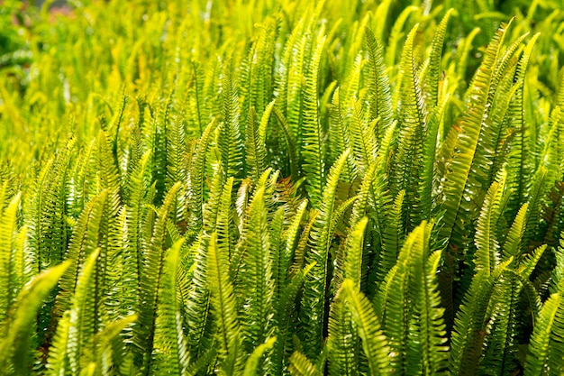 Fern Pteridium aquilinum planta em Canaries