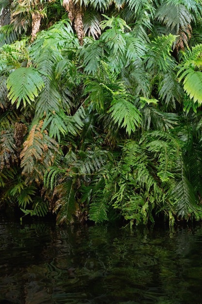 Fernas verdes na floresta tropical