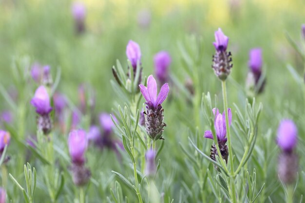 Fernblatt-Lavendel oder Gezackter Lavendel oder Pinnata-Lavendel blühen im Garten