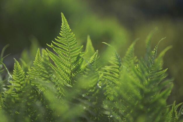 Foto ferngewächse vollformat selektive fokussierung