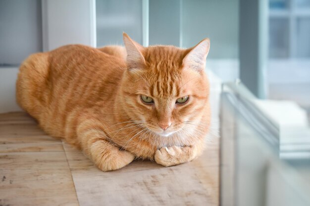 El feroz felino en el reino de los gatos pelirrojos