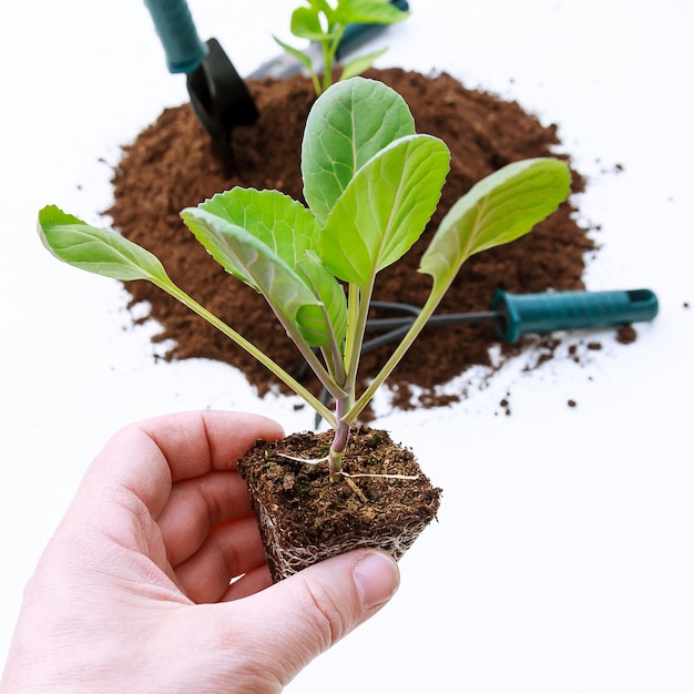 Ferramentas de jardinagem ao lado de uma planta de mudas de repolho na compostagem. As mudas de repolho estão prontas para o plantio no solo.