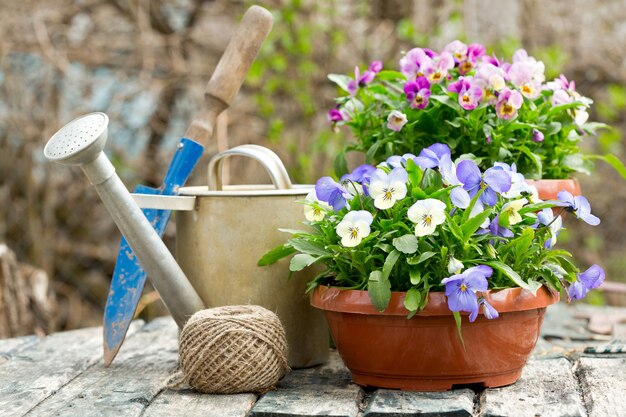 Ferramentas de jardinagem e flores coloridas de amor-perfeito em um jardim de primavera