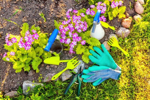 Ferramentas de jardinagem pá pá podador ancinho luva flor de prímula no fundo da cama primavera ou verão em ...