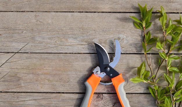 Ferramentas de jardinagem tesouras de poda e galhos cortados de groselhas jovens estão sobre um fundo bege