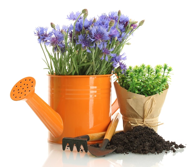 Ferramentas de regador e plantas em vaso de flores isoladas em branco