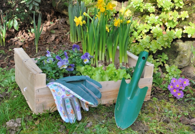 Ferramentas e flores para plantio