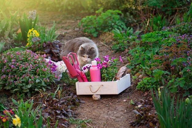 Ferramentas e utensílios de jardinagem no jardim. Gato jovem e ferramentas de jardinagem