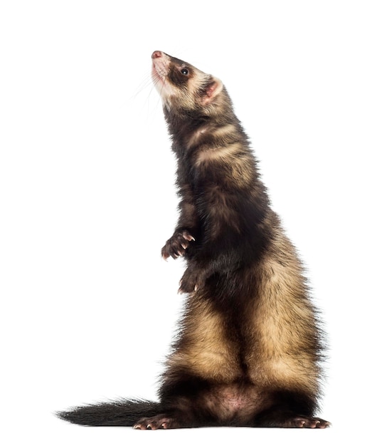 Ferret de 9 meses de idade em pé nas patas traseiras e olhando para cima