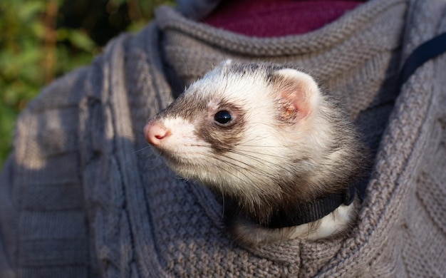 Ferret na grama verde ao pôr do sol à noite