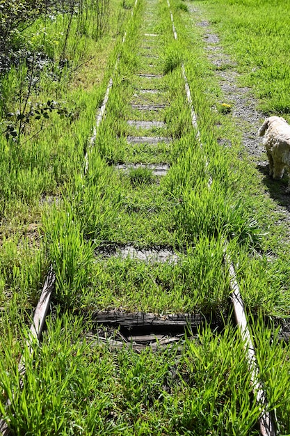 Ferrocarril abandonado