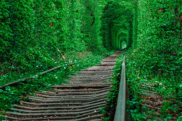Un ferrocarril en el bosque de la primavera. Túnel del amor, árboles verdes y el ferrocarril.