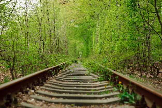 Un ferrocarril en el bosque de primavera Túnel del amor árboles verdes y el ferrocarril