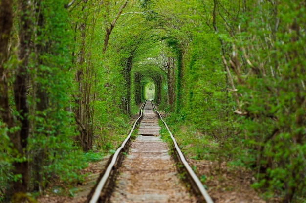 Un ferrocarril en el bosque de primavera Túnel del amor árboles verdes y el ferrocarril