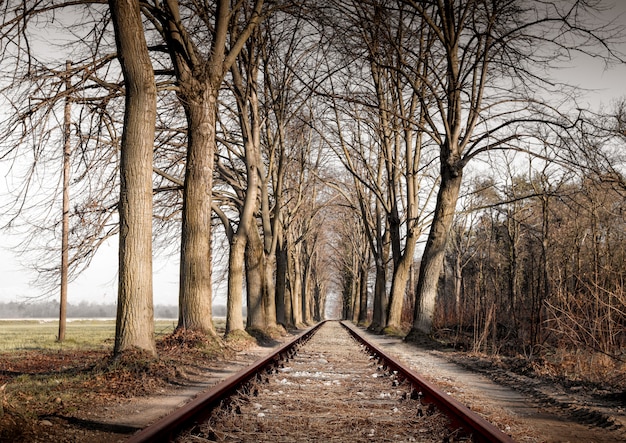 Ferrocarril en paisaje campestre