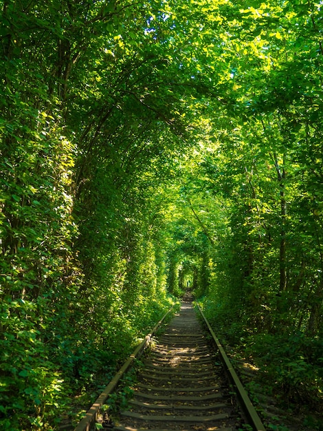 Ferrocarril panorámico en el bosque de verano Túnel del amor en Klevan Ucrania