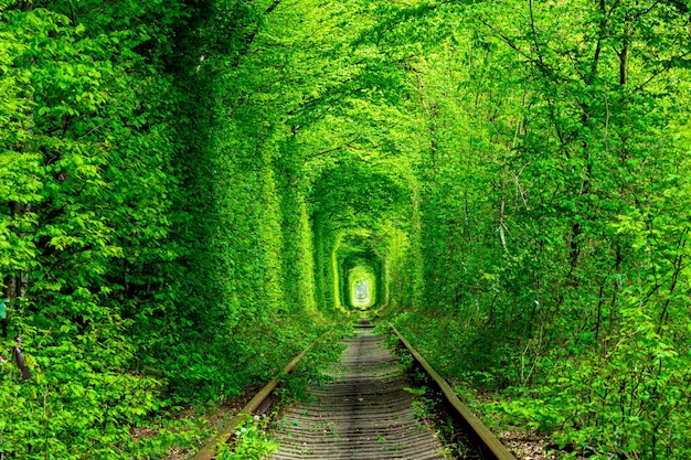 Un ferrocarril en el túnel del amor del bosque primaveral