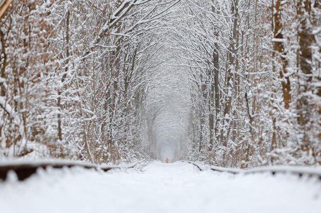 Un ferrocarril en el túnel del bosque de invierno del amor.