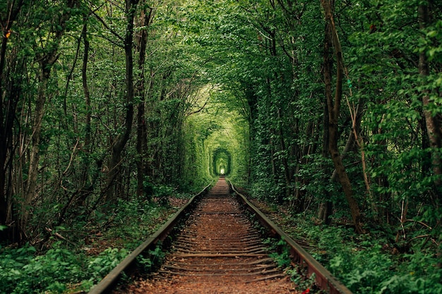 Un ferrocarril en el túnel del bosque de primavera del amor.