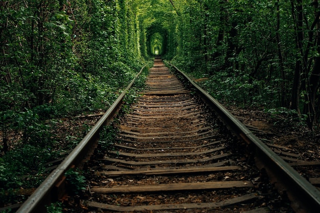 Un ferrocarril en el túnel del bosque de primavera del amor.