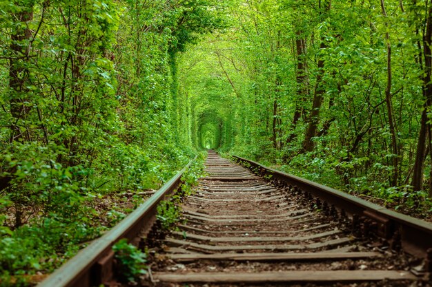 Un ferrocarril en el túnel del bosque de primavera del amor.