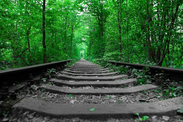 Un ferrocarril en el túnel del bosque de primavera del amor.