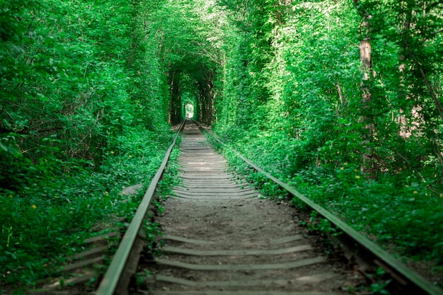 Un ferrocarril en el túnel del bosque primaveral del amor.