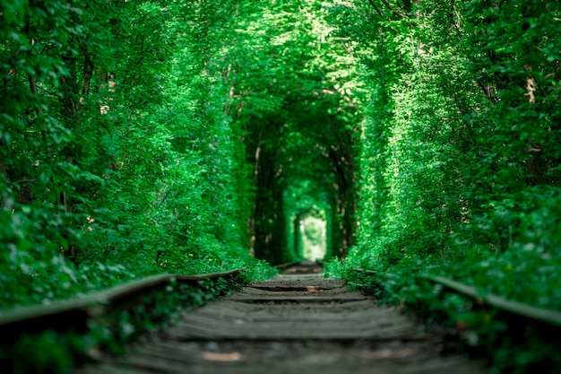 Un ferrocarril en el túnel del bosque primaveral del amor.