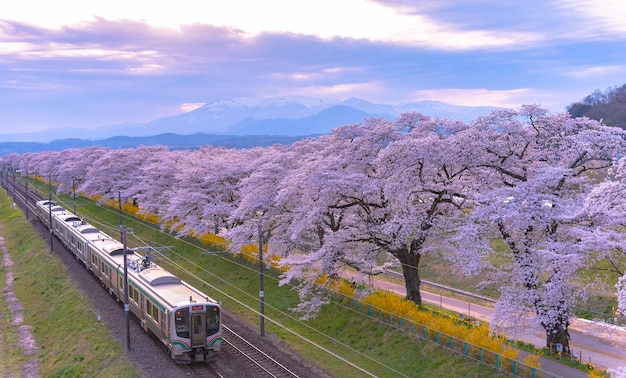 Ferrovia de trem com fileira de cerejeiras em plena floração ao longo do rio shiroishi