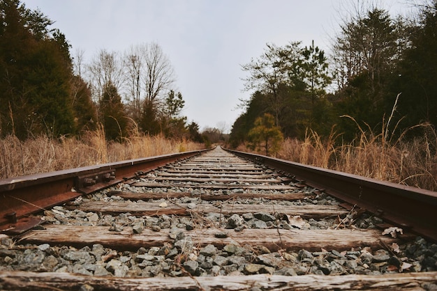 Foto ferrovia em meio a árvores contra o céu limpo