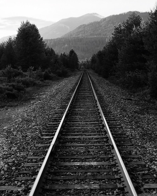 Foto ferrovia em meio a árvores