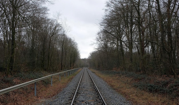 Ferrovia na floresta no outono