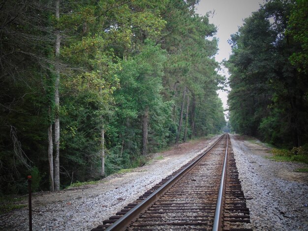 Foto ferrovia na floresta