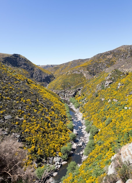 Ferrovia Taieri Gorge ao lado da ravina com ponte