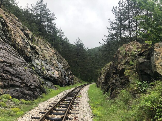 Ferrovia vazia em meio a plantas contra o céu