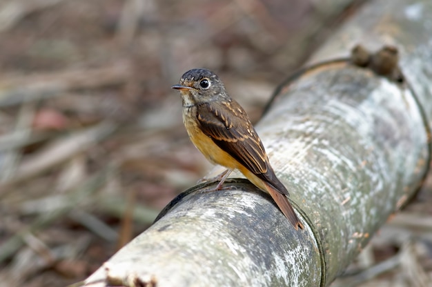 Ferruginous Flycatcher Muscicapa ferruginea Belas aves da Tailândia