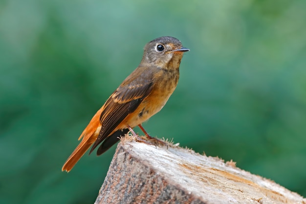 Ferruginous Flycatcher Muscicapa ferruginea Belas aves da Tailândia