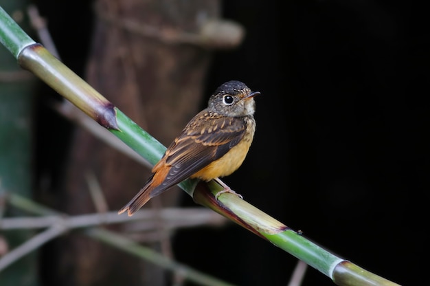 Ferruginous Flycatcher Muscicapa ferruginea Belas aves da Tailândia