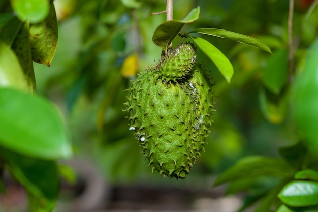 Un fértil árbol de guanábana con hojas verdes y frutos que empiezan a crecer